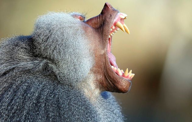 Baboon